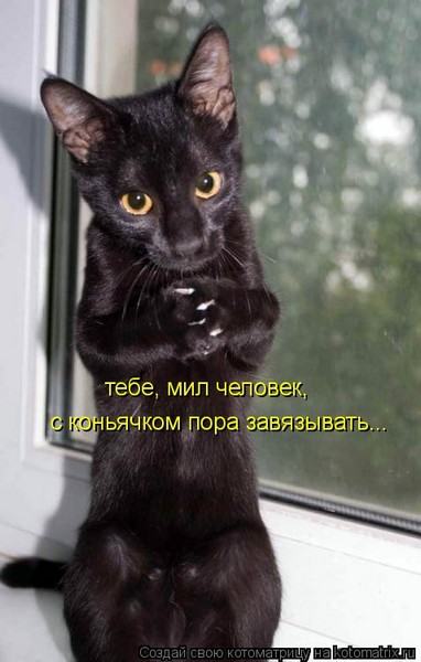 http://img.dlyakota.ru/uploads/posts/2011-04/1304106819_769996.jpg