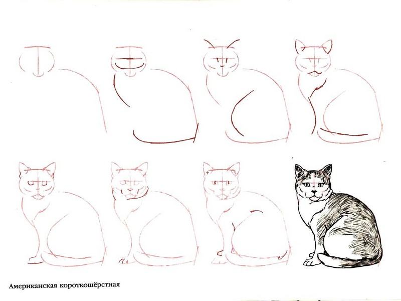 Инструкция как рисовать кошку